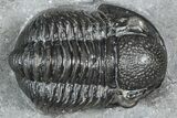 Detailed Gerastos Trilobite Fossil - Morocco #363963-3